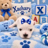 AKC Xackery, a male Maltese for sale in Shawnee, OK – 5 of 5
