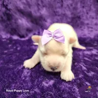 AKC Raquelle, a female Maltese for sale in Shawnee, OK – 3 of 5