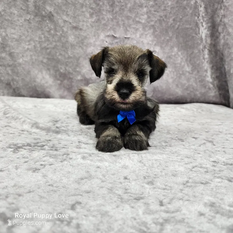 AKC Oswald – Miniature Schnauzer puppy for sale in Shawnee, OK