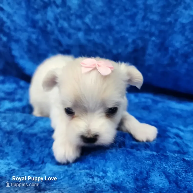 AKC Noreene – Maltese puppy for sale in Shawnee, OK
