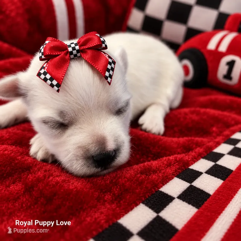 AKC Ferrari – Maltese puppy for sale in Shawnee, OK