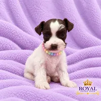 AKC Toy Bonita, a female Miniature Schnauzer for sale in Shawnee, OK – 3 of 4