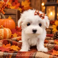 AKC Nita, a female Maltese for sale in Shawnee, OK – 3 of 5