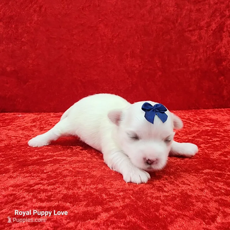 AKC Julio – Maltese puppy for sale in Shawnee, OK