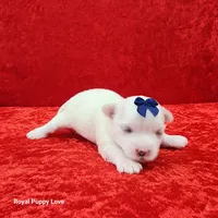 AKC Julio, a male Maltese for sale in Shawnee, OK – 1 of 3