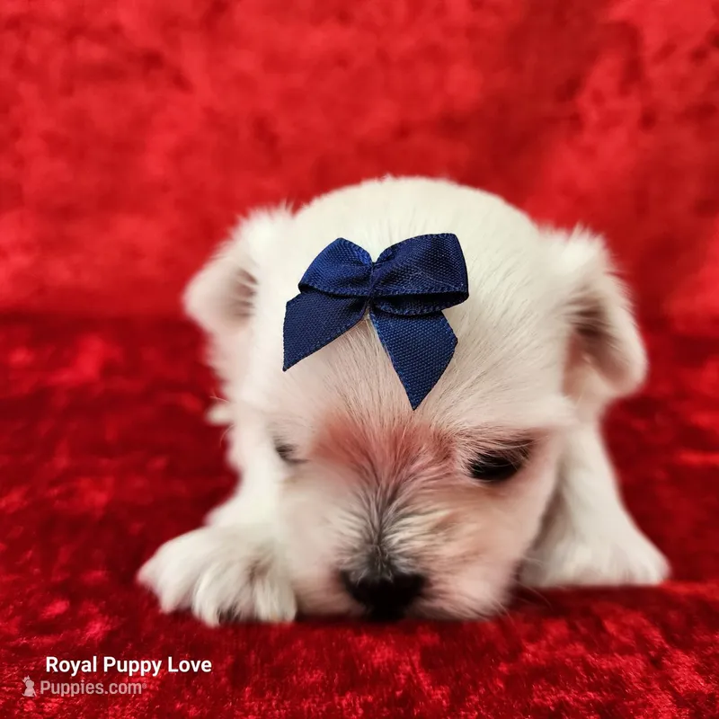 AKC Willy – Maltese puppy for sale in Shawnee, OK