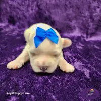 AKC Remi, a male Maltese for sale in Shawnee, OK – 4 of 5