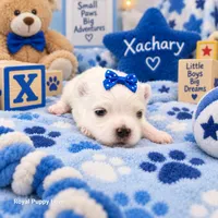 AKC Xackery, a male Maltese for sale in Shawnee, OK – 2 of 5