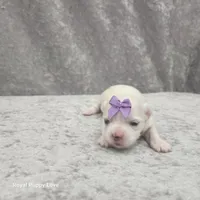 AKC Sia, a female Maltese for sale in Shawnee, OK – 3 of 3