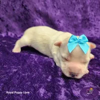 AKC Wanda, a female Maltese for sale in Shawnee, OK – 1 of 5