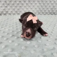 AKC Blossom, a female Miniature Schnauzer for sale in Shawnee, OK – 6 of 6