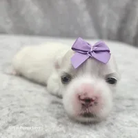 AKC Sia, a female Maltese for sale in Shawnee, OK – 2 of 3