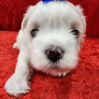 AKC Joaquin, a male Maltese for sale in Shawnee, OK – 2 of 5