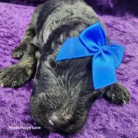 AKC Gerard, a male Miniature Schnauzer for sale in Shawnee, OK – 2 of 3