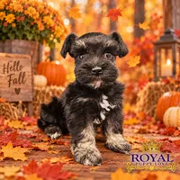 AKC Tatiana, a female Miniature Schnauzer for sale in Shawnee, OK – 5 of 5