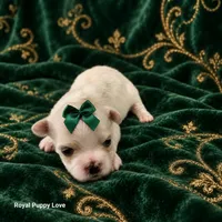 AKC Xenia, a female Maltese for sale in Shawnee, OK – 3 of 5