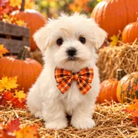 AKC Remi, a male Maltese for sale in Shawnee, OK – 1 of 5