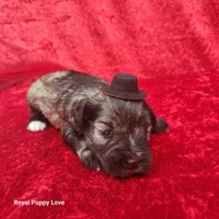 AKC Otis, a male Miniature Schnauzer for sale in Shawnee, OK – 3 of 3