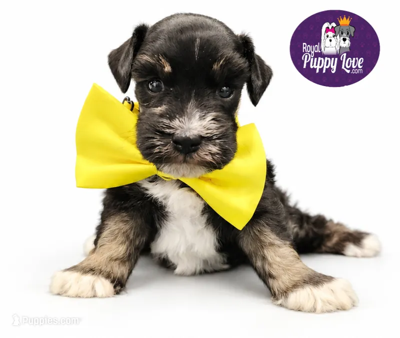 AKC Tweedy – Miniature Schnauzer puppy for sale in Shawnee, OK