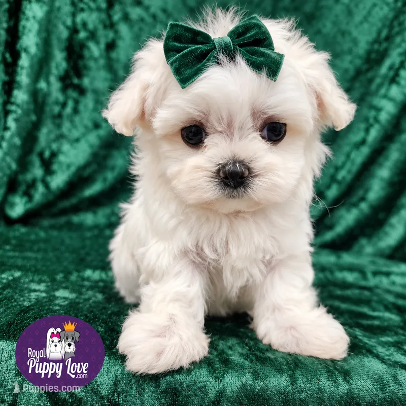 AKC Yumi – Maltese puppy for sale in Shawnee, OK