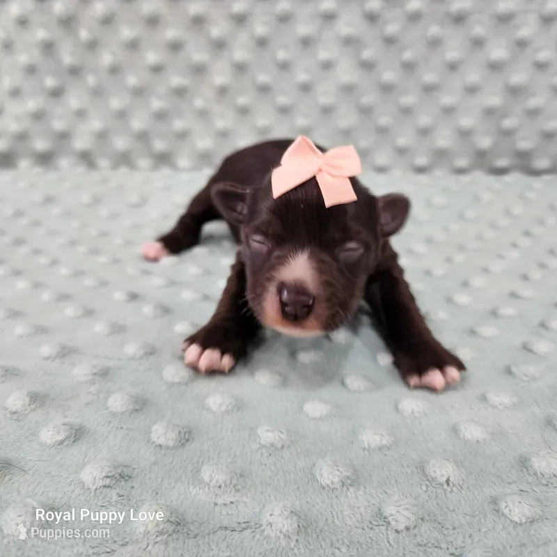 AKC Blossom – Miniature Schnauzer puppy for sale in Shawnee, OK