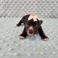 AKC Blossom, a female Miniature Schnauzer for sale in Shawnee, OK – 1 of 6