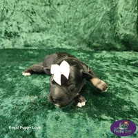 AKC Tatiana, a female Miniature Schnauzer for sale in Shawnee, OK – 4 of 4