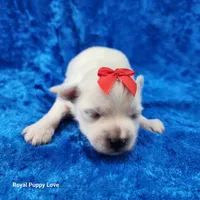 AKC Ferrari, a male Maltese for sale in Shawnee, OK – 5 of 5