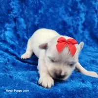 AKC Ferrari, a male Maltese for sale in Shawnee, OK – 4 of 5