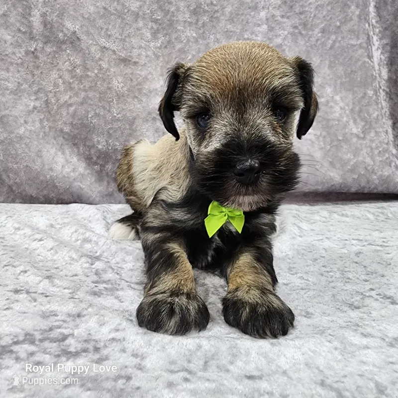 AKC Otis – Miniature Schnauzer puppy for sale in Shawnee, OK
