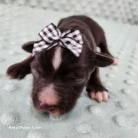 AKC Baker, a male Miniature Schnauzer for sale in Shawnee, OK – 2 of 5