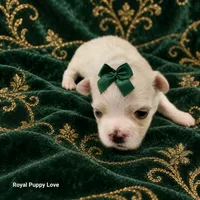AKC Xenia, a female Maltese for sale in Shawnee, OK – 4 of 5