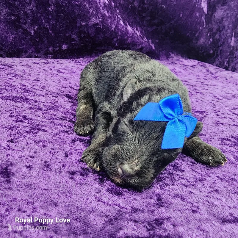 AKC Gerard – Miniature Schnauzer puppy for sale in Shawnee, OK
