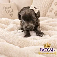 AKC Toy Cherie, a female Miniature Schnauzer for sale in Shawnee, OK – 4 of 5