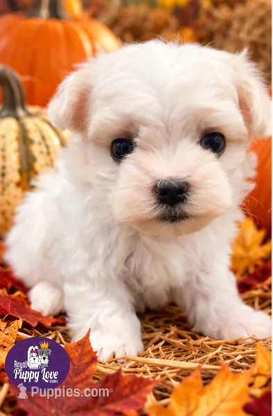 AKC Xackery – Maltese puppy for sale in Shawnee, OK