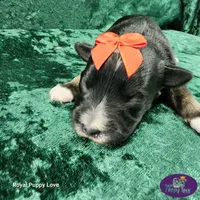 AKC Titus, a male Miniature Schnauzer for sale in Shawnee, OK – 2 of 5