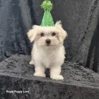 AKC Zenith, a male Maltese for sale in Shawnee, OK – 2 of 3