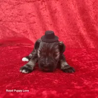 AKC Otis, a male Miniature Schnauzer for sale in Shawnee, OK – 2 of 3