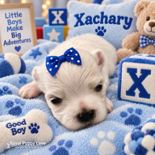 AKC Xackery – Maltese puppy for sale in Shawnee, OK