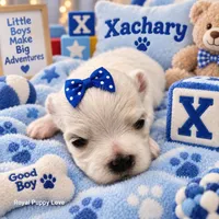 AKC Xackery, a male Maltese for sale in Shawnee, OK – 1 of 5