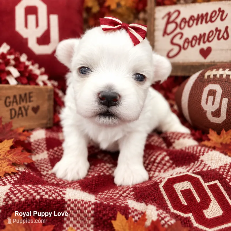 AKC York – Maltese puppy for sale in Shawnee, OK