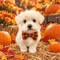 AKC Remi, a male Maltese for sale in Shawnee, OK – 2 of 5