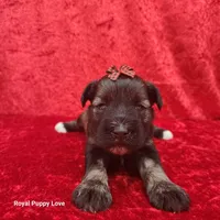 AKC Octavia, a female Miniature Schnauzer for sale in Shawnee, OK – 2 of 3