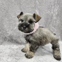 AKC Ophelia, a female Miniature Schnauzer for sale in Shawnee, OK – 2 of 5