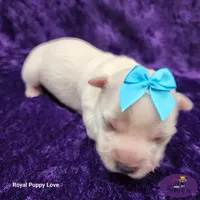 AKC Wanda, a female Maltese for sale in Shawnee, OK – 2 of 5