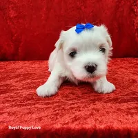 AKC Joaquin, a male Maltese for sale in Shawnee, OK – 5 of 5