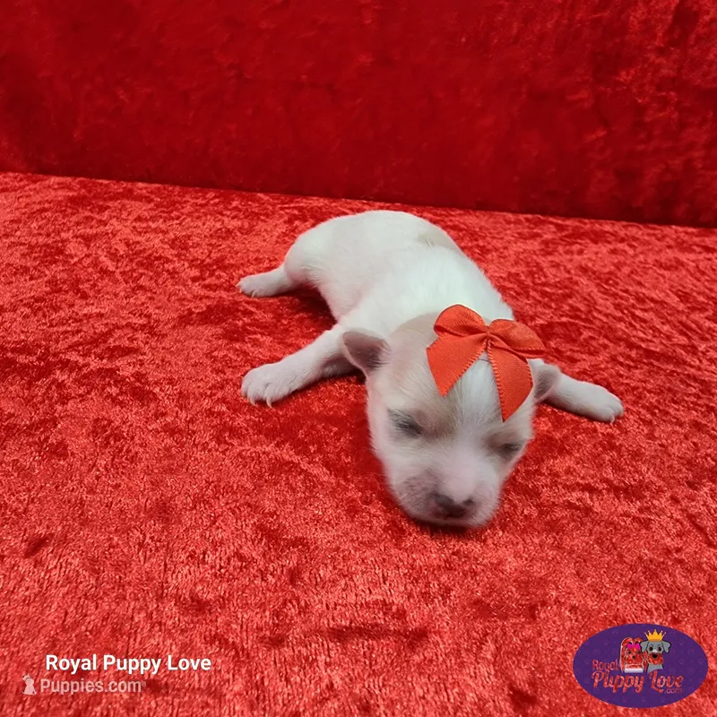 AKC Nita – Maltese puppy for sale in Shawnee, OK