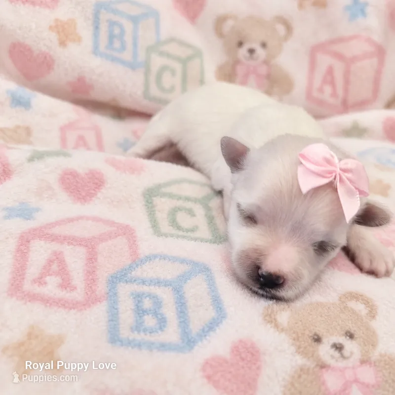 AKC Fefe – Maltese puppy for sale in Shawnee, OK