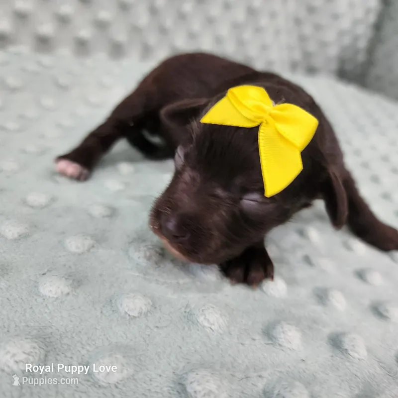 AKC Birdie – Miniature Schnauzer puppy for sale in Shawnee, OK