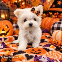 AKC Noreene, a female Maltese for sale in Shawnee, OK – 2 of 5